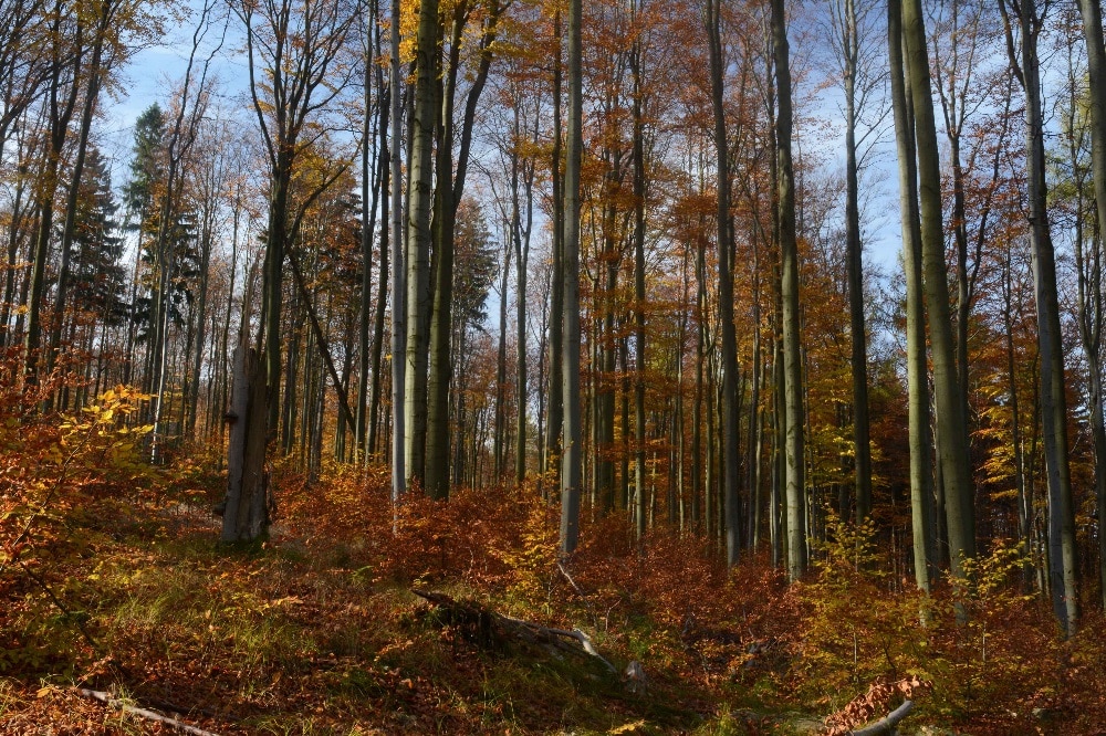 Naturnaher Buchenwald im Naturschutzgebiet „Rungstock“ im Osterzgebirge. Foto: Ulrich Schuster