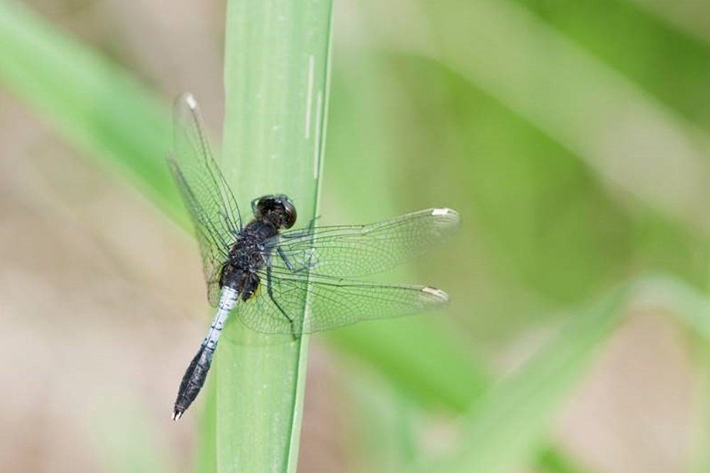 Zierliche Moosjungfer (Leucorrhinia caudalis), Foto: Marcus Held