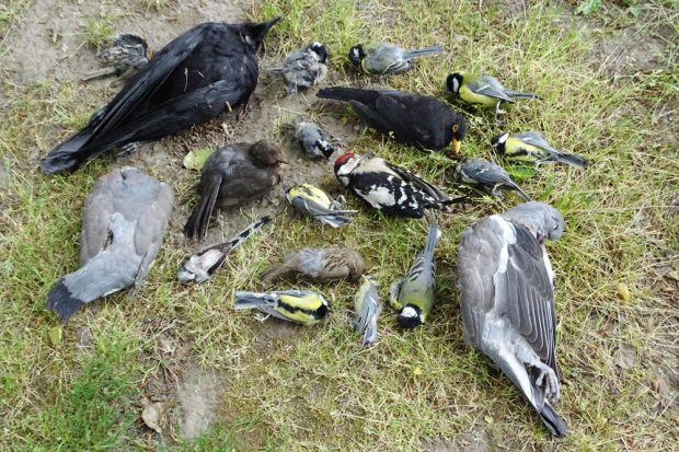 Allein schon durch Zufallsfunde hat der NABU Leipzig 23 tote Vögel aufgesammelt. Foto: NABU Leipzig