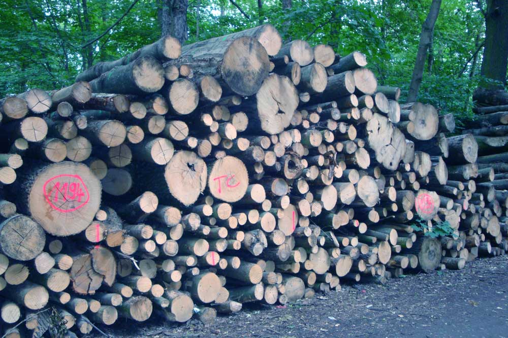 Nachwachsender Rohstoff - Holz. Foto: Gernot Borriss