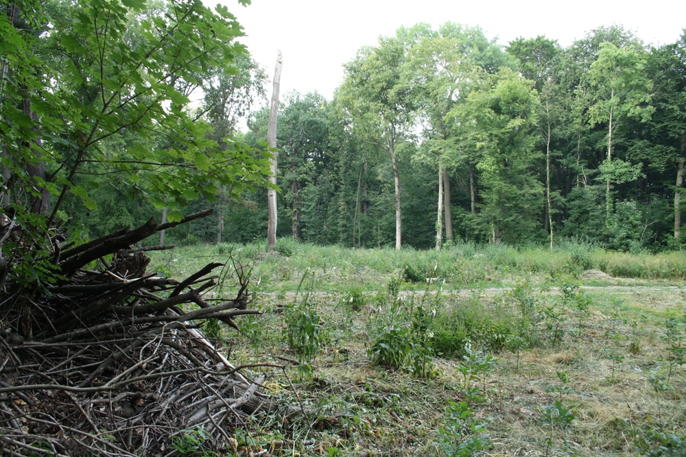 Freigeschlagene Fläche im Waldgebiet Nonne. Foto: Ralf Julke