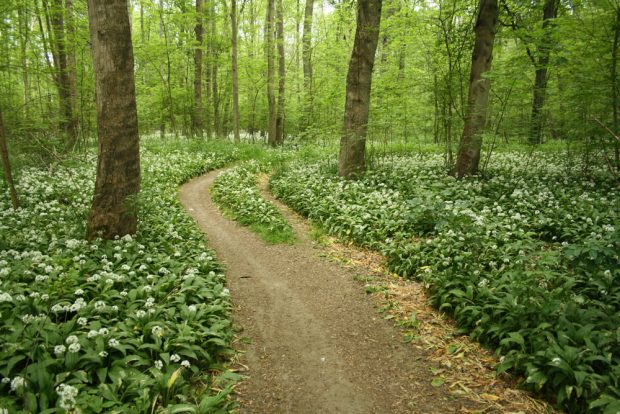 Die Spuren der gewerblichen Bärlauchpflücker. Foto: Ralf Julke