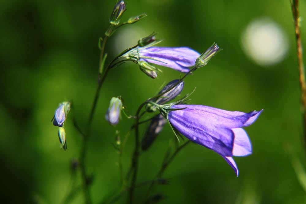 Die Rundblättrige Glockenblume (Campanula rotundifolia) ist eine von vielen Glockenblumenarten in Deutschland, die nicht leicht zu unterscheiden sind. Auf FloraWeb gibt es zu allen ausführliche Informationen. Foto: Senckenberg/Michaela Schwager
