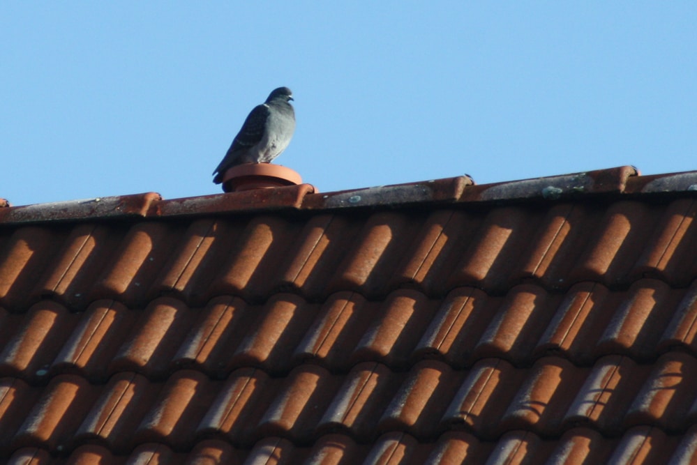 Heimlich beobachteter Vogel vor Leipziger Himmel. Foto: Ralf Julke
