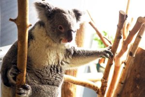 Koala-Weibchen Mandie © Zoo Leipzig