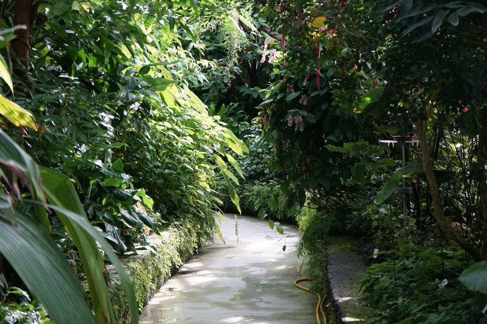Blick ins Schmetterlingshaus © Förderkreis des Botanischen Gartens
