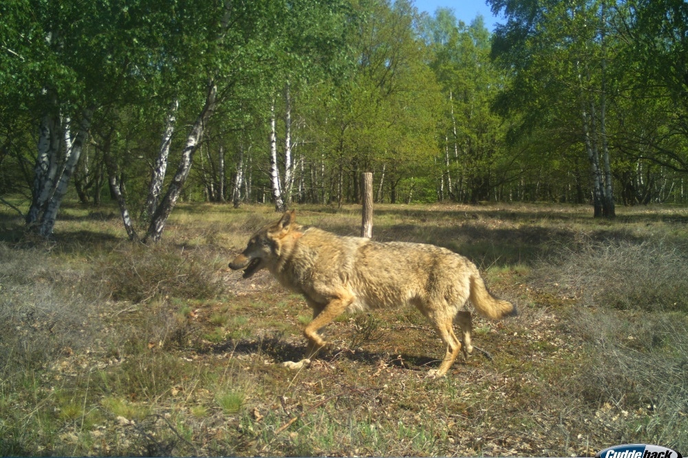 Der Wolfsrüde MT7 „Hans“ ohne Senderhalsband © SBS/NSG Königsbrück