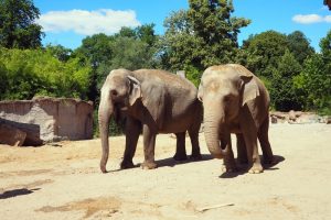 Elefantenkühe Hoa und Trinh auf der Freianlage © Zoo Leipzig