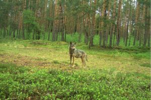 Fähe mit Gesäuge © sbs broht / Ralf Schreyer