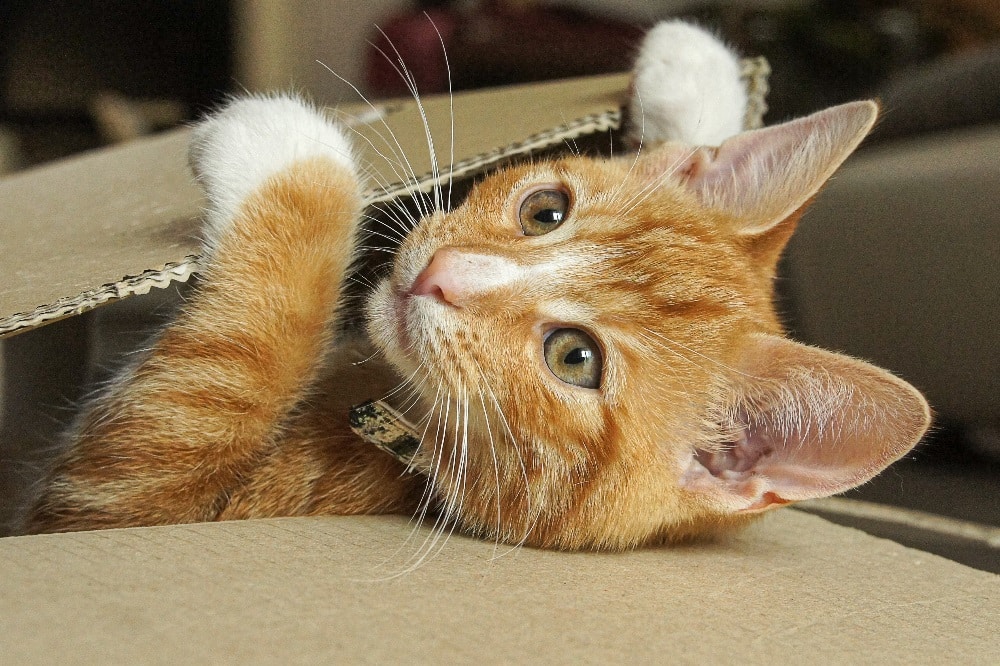 Katzen, wie wir sie heute kennen, begleiteten schon vor mehr als 1.000 Jahren die Hirten in Kasachstan. Foto: Maike Glöckner / Uni Halle