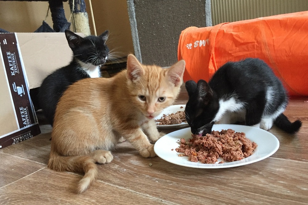 Quelle: Katzenschutz Leipzig e.V.