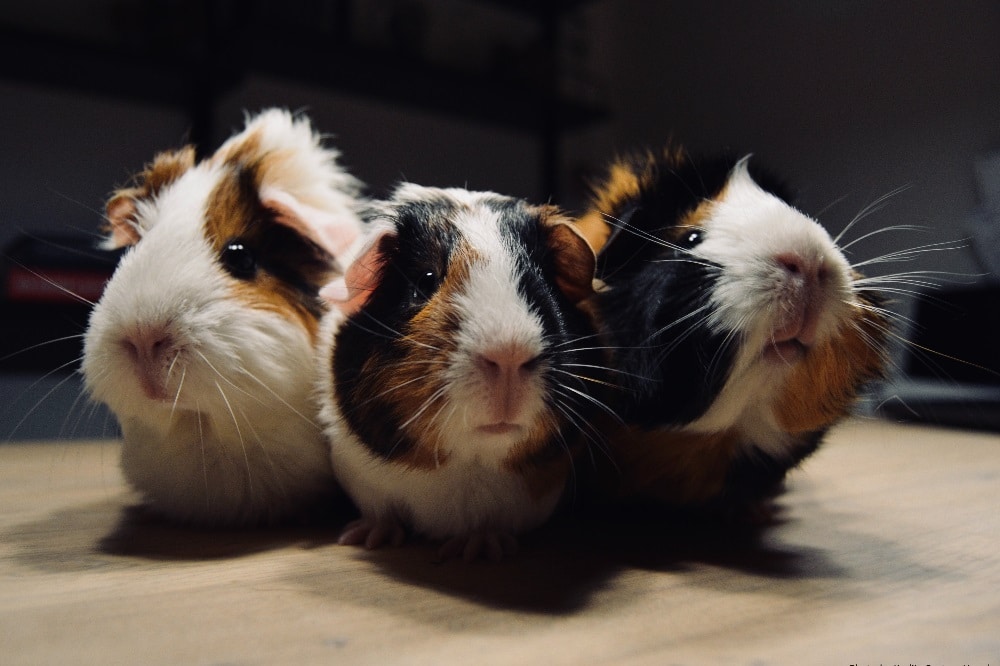 Quelle: Joachim-Ringelnatz-Verein e.V.