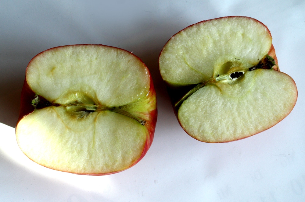 Eva war's! Foto: Ralf Julke