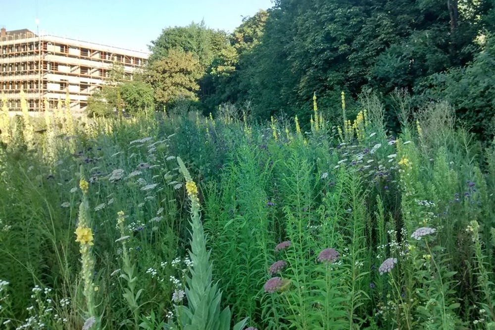 Blühende Landschaft östlich der neuen Schule an der Ihmelsstraße. Foto: Alexander John