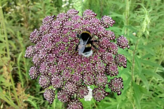 Die Brache ist derzeit noch ein Insektenparadies. Foto: Alexander John