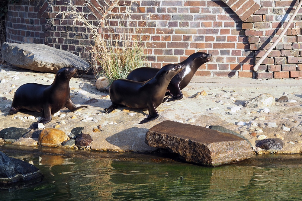Die Seelöwen Hilla, Sissi und Alice auf Erkundungstour. Foto: Zoo Leipzig