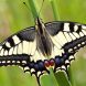 Der Schwalbenschwanz gehört zu den acht Kernarten des Insektensommers im August. Der farbenprächtige Schmetterling ist in Deutschland besonders geschützt. Foto: Ralf Hausmann