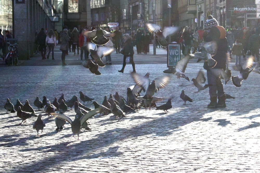 Tauben auf dem Leipziger Markt. Foto: Ralf Julke