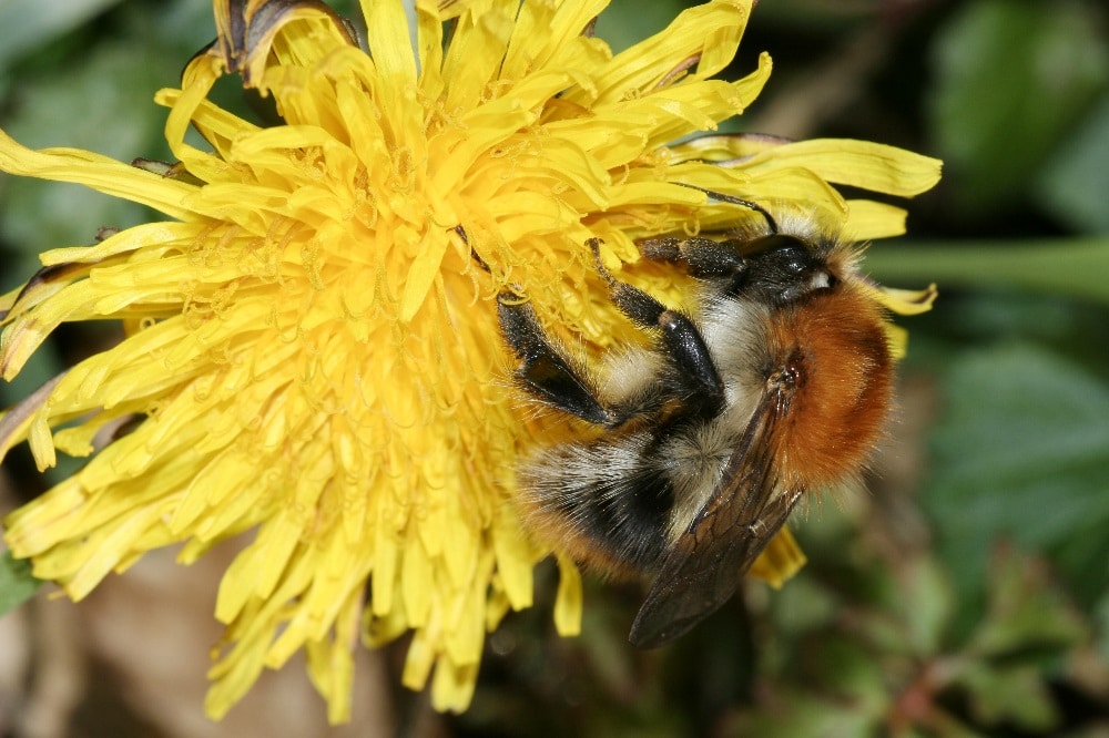 So sehen Sieger aus: Die Ackerhummel führt zum dritten Mal in Folge das Feld an beim Insektensommer im August. Foto: NABU/Helge May