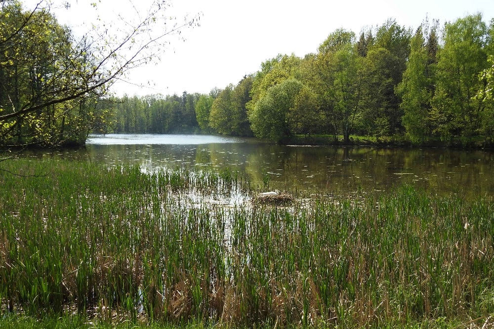 Der Große Röderteich bei Großharthau im April 2018. Kleiner und Großer Röderteich werden ab kommender Woche saniert, wertvolle Lebensräume damit wiederhergestellt. Foto: Wolfgang Oldorf