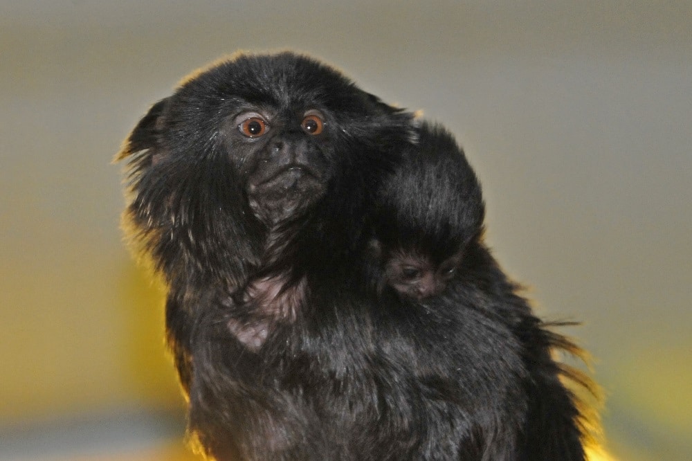Symbolfoto Springtamarin: Christian Maurer/Stadt Delitzsch