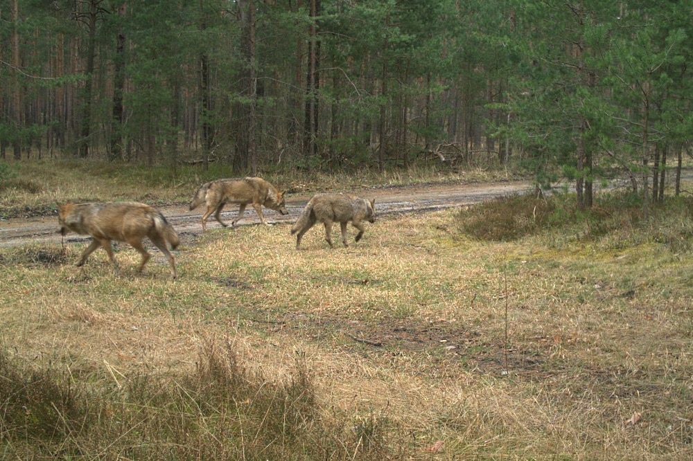 Wölfe auf Wanderschaft © LUPUS Institut für Wolfsmonitoring und -forschung