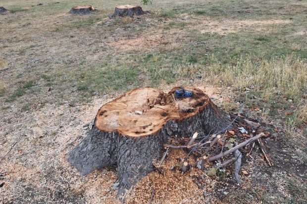 Gefällte Bäume im Mariannenpark. Foto: Jan Kretzschmar