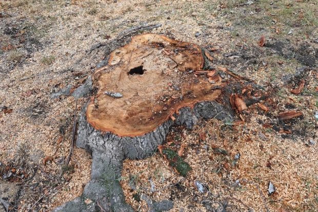 Baumstumpf im Mariannenpark. Foto: Jan Kretzschmar