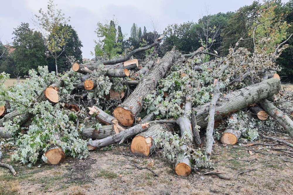 Holzstapel am Wegrand im Mariannenpark. Foto: Jan Kretzschmar