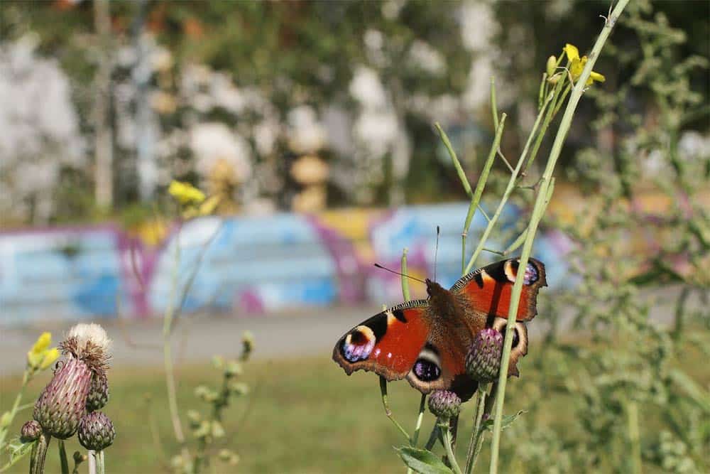 Tagfalter in der Stadt. Foto: Guy Pe'er (UFZ/iDiv)