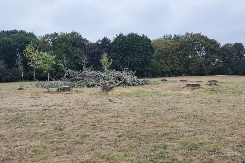 Wiese mit Baumstümpfen im Mariannenpark. Foto: Jan Kretzschmar