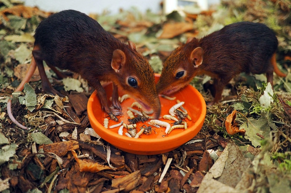 2 männliche Rotschulter-Rüsselhündchen © Zoo Leipzig