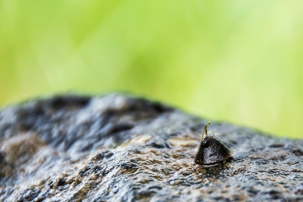 Während der Exkursion kann mit etwas Glück auch die Flussnapfschnecke (Ancylus fluviatilis) in der Weißen Elster beobachtet werden. Foto: Ludo van den Bogaert