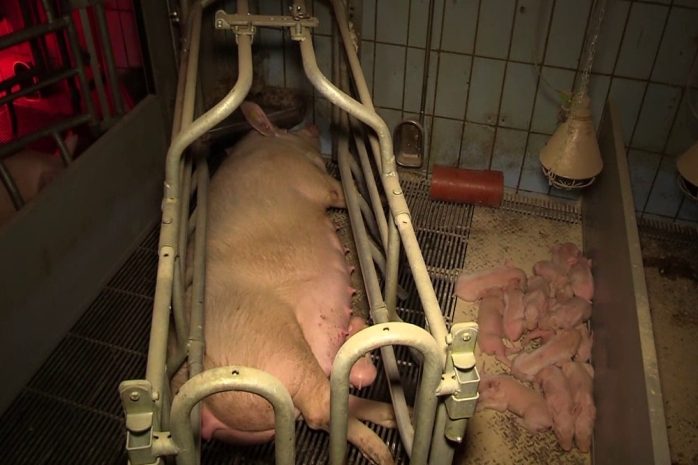 Quelle: Animal Rights Watch