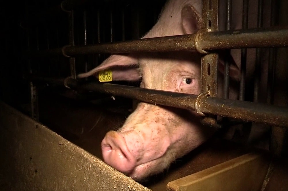 Quelle: Animal Rights Watch