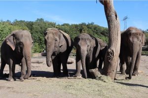 Asiatische Elefanten Kewa - Astra - Pantha - Thuza v.l.n.r. © Tierpark Berlin