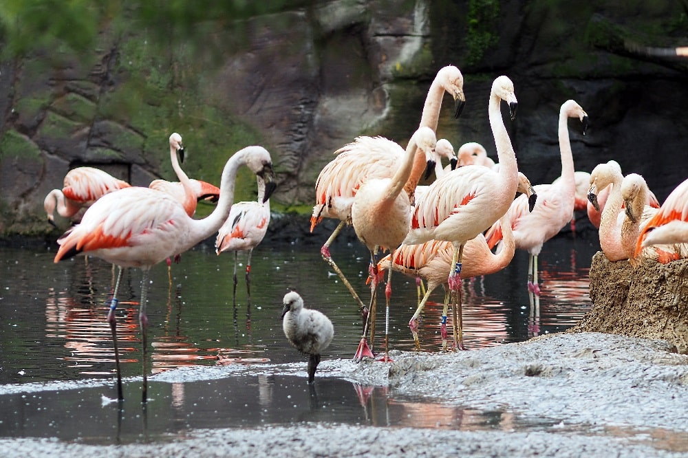 Chileflamingos mit Küken © Zoo Leipzig