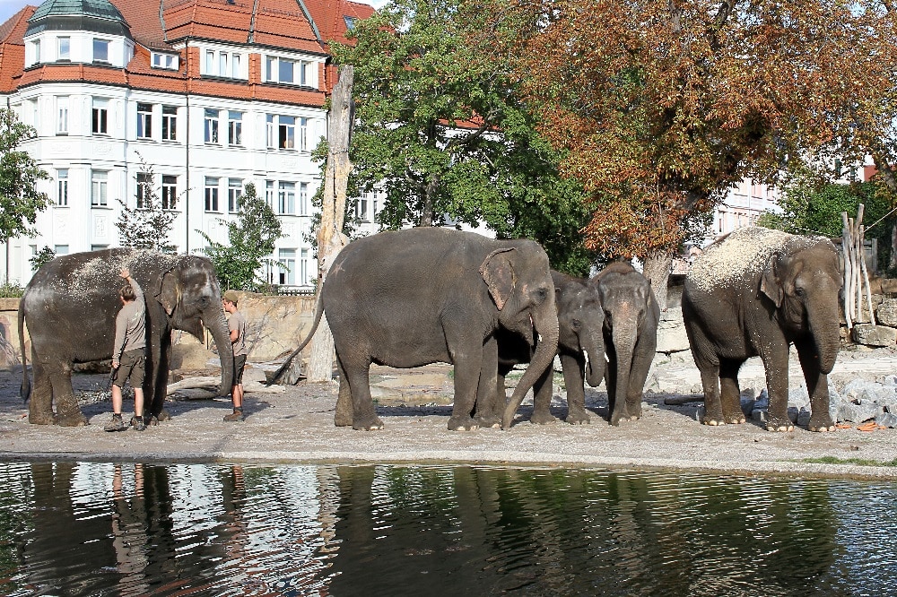 Die Berliner Elefantenherde ist da © Zoo Leipzig