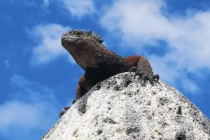 Die Meeresechsen auf den Galápagos-Inseln sind vom Aussterben bedroht. Foto: Projekt „Iguanas from Above“, Amy MacLeod