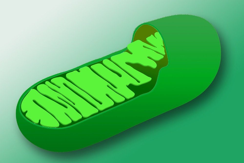 Mitochondrien spielen eine zentrale Rolle im Stoffwechsel und der Energieproduktion. Foto: UKL