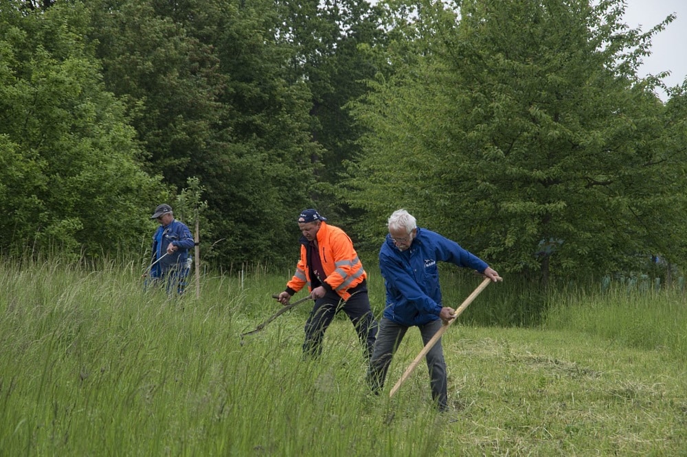 Wiesenmahd mit Handsense. Foto: Ina Ebert