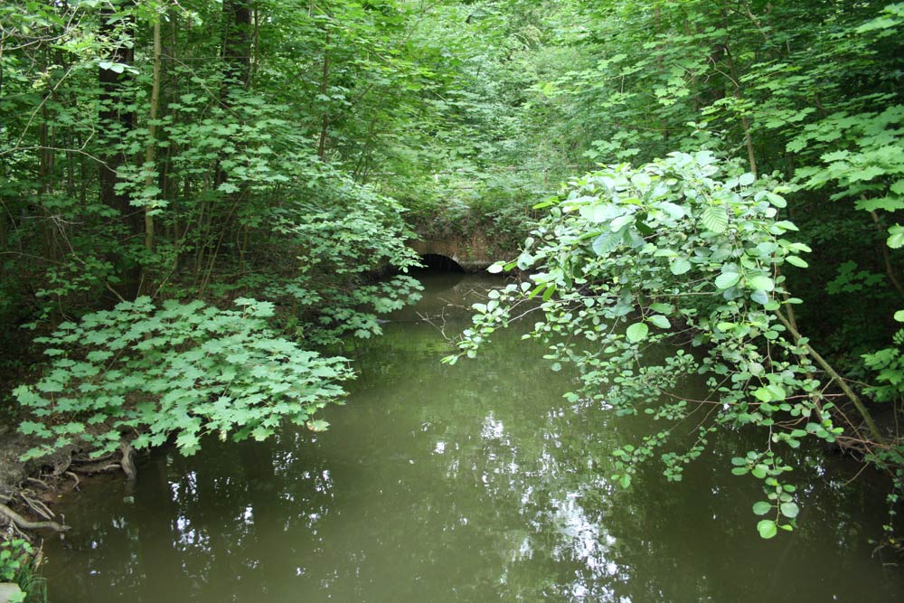 Die Paußnitz im südlichen Auwald. Foto: Ralf Julke
