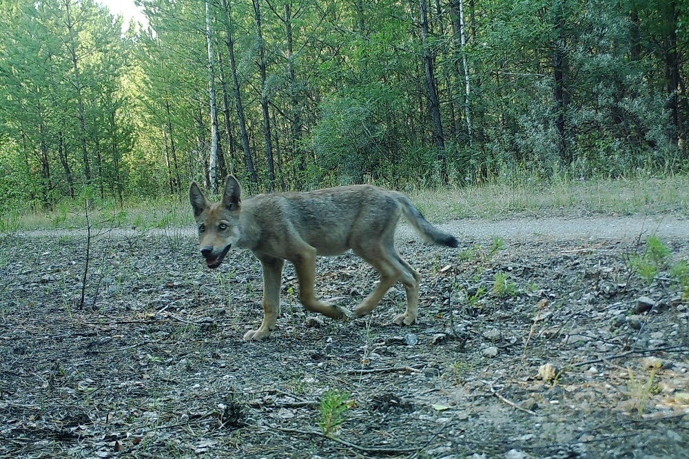 Aufnahme Wildkamera: Welpe aus dem Rudel Mulkwitz in der Lausitz © LUPUS Institut
