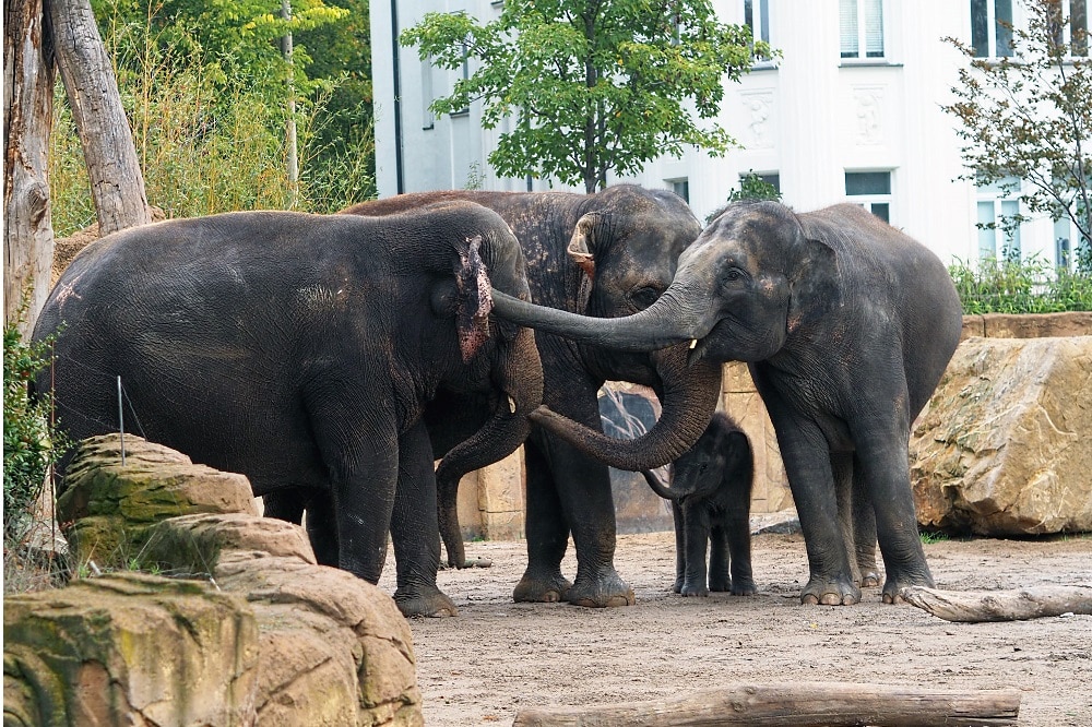 Elefantenkuh Kewa macht Bekanntschaft mit Don Chung, Rani und Kiran © Zoo Leipzigjpg