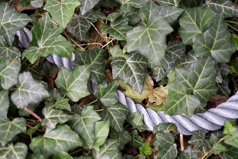 Fumi Kato, Die Schlange, 2020, Privatbesitz, © Künstler