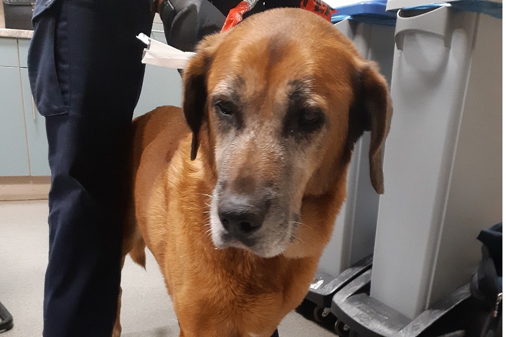 Ohne menschlichen Anhang in den Gleisen unterwegs. Bild: Bundespolizei Leipzig