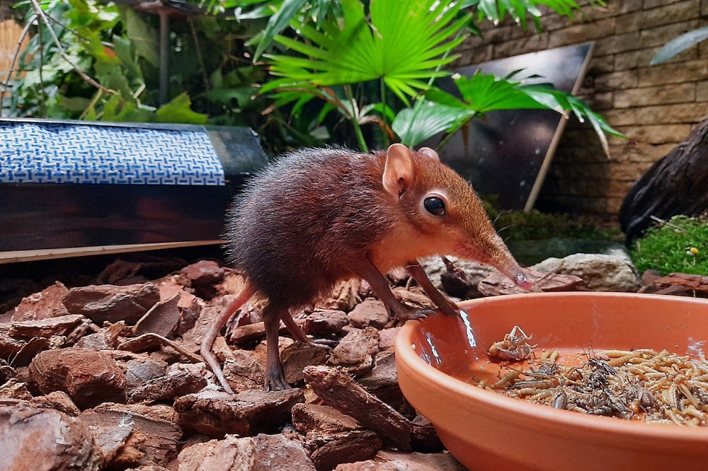 Junger Rüsselhund im neuen Gehege © Zoo Leipzig