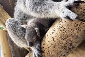 Koala Mandie mit Jungtier in einer Astgabel &copy; Zoo Leipzig