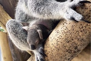 Koala Mandie mit Jungtier in einer Astgabel © Zoo Leipzig