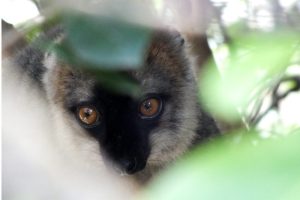 Lemuren kommen ausschließlich auf Madagaskar vor. Dieser Rotstirnmaki ernährt sich hauptsächlich von Früchten. Bild: Omer Nevo